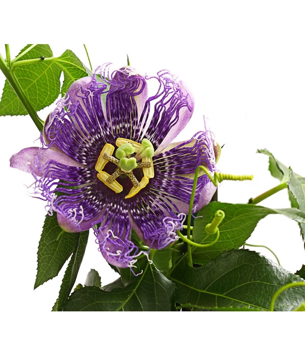 Passionsblume, Pyramide 3 Passionsblume, Pyramide – Bild 3