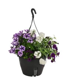 Blumenampel, Verschiedene Sorten -Gartenpflanzen Verkauf 8602864 WE FS 003 KombiampelMixT27