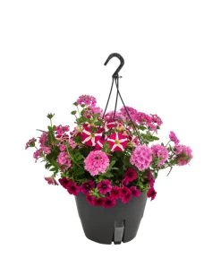 Blumenampel, Verschiedene Sorten -Gartenpflanzen Verkauf 8602864 WE FS 004 KombiampelMixT27