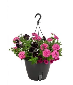 Blumenampel, Verschiedene Sorten -Gartenpflanzen Verkauf 8602864 WE FS 005 KombiampelMixT27