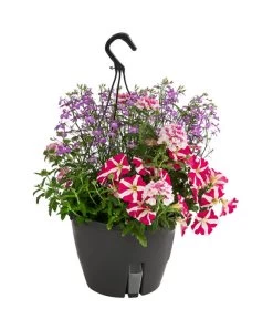 Blumenampel, Verschiedene Sorten -Gartenpflanzen Verkauf 8602864 WE FS 006 KombiampelMixT27