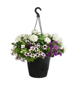 Blumenampel, Verschiedene Sorten -Gartenpflanzen Verkauf 8602864 WE FS 007 KombiampelMixT27