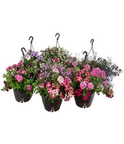 Blumenampel, Verschiedene Sorten