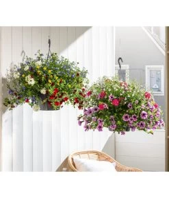 Blumenampel, Verschiedene Sorten -Gartenpflanzen Verkauf 8602864 WE MO 002 KombiampelT27