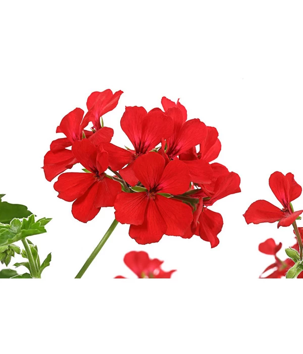 Geranie 'Caliente', Ampel 3 Geranie 'Caliente', Ampel – Bild 3