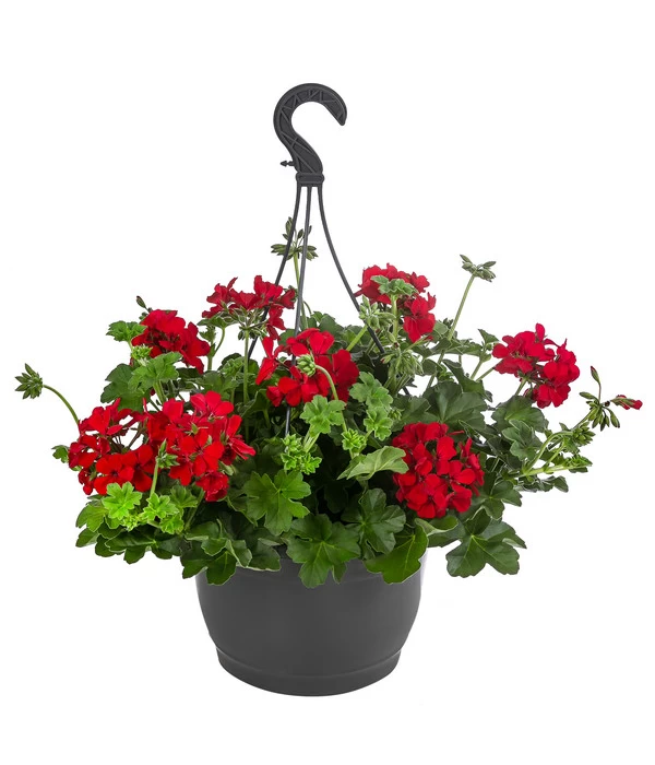 Geranie 'Caliente', Ampel 1 Geranie 'Caliente', Ampel