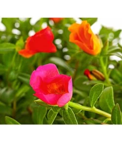 Portulakröschen, Ampel -Gartenpflanzen Verkauf 8606147 PR DE 001 PortulacaPortulakroeschenAmpelT25DehnerExpressHerzig