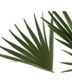 Zwergpalme 'Vulcano' 5 Zwergpalme 'Vulcano' -Gartenpflanzen Verkauf 8607905 WE DE 002 ChamaeropsVulcanoT18