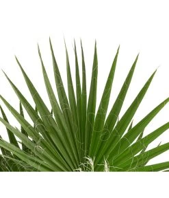 XXL Fächerpalme 5 XXL Fächerpalme -Gartenpflanzen Verkauf 8608036 WE DE 004 WashingtoniaRobustaT30MexikanischeFaecherpalme