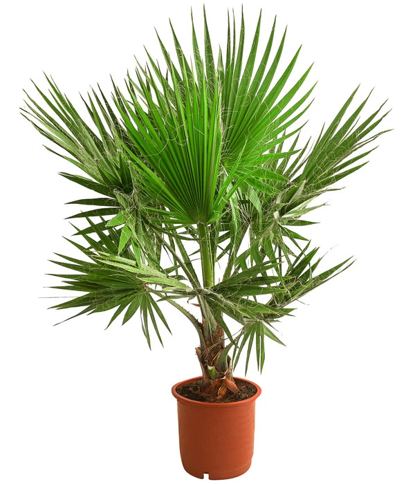 XXL Fächerpalme 1 XXL Fächerpalme