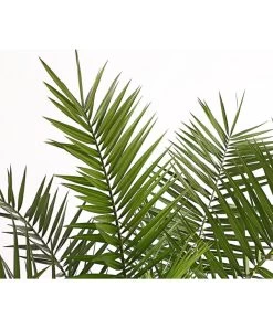 XXL Kanarische Dattelpalme, Ca. 140-160 Cm -Gartenpflanzen Verkauf 8608721 PR DE 001 PhoenixCanariensisT28DehnerExpressHerzig