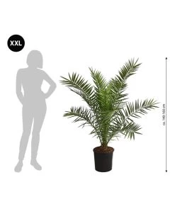XXL Kanarische Dattelpalme, Ca. 140-160 Cm -Gartenpflanzen Verkauf 8608721 WE BG 001 XXLKanarischeDattelpalme140160cm