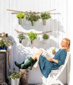 Bio Rosmarin -Gartenpflanzen Verkauf 8610123 WE MO 001 Oregano Kraeuter 1