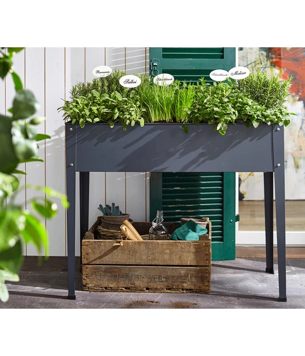 Dehner Gourmet Garten Oregano – Bild 2