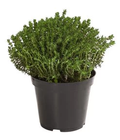 Bio Thymian