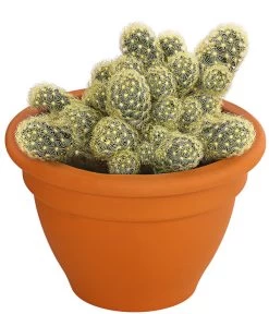 Warzenkaktus - Mammillaria Elongata 'Lemon', Im Tontopf