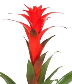 Guzmanie - Guzmania Calypso, In Keramik -Gartenpflanzen Verkauf 8628018 WE DE 001 GuzmaniaCalypsoInKeramik