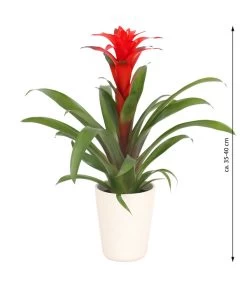 Guzmanie - Guzmania Calypso, In Keramik -Gartenpflanzen Verkauf 8628018 WE FS 003 GuzmaniaCalypsoInKeramik