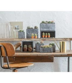 Warzenkaktus - Mammilaria, Verschiedene Sorten 13 Warzenkaktus - Mammilaria, Verschiedene Sorten -Gartenpflanzen Verkauf 863470 WE MO 001 KaktusKugelmixT5 5 GC10 2022