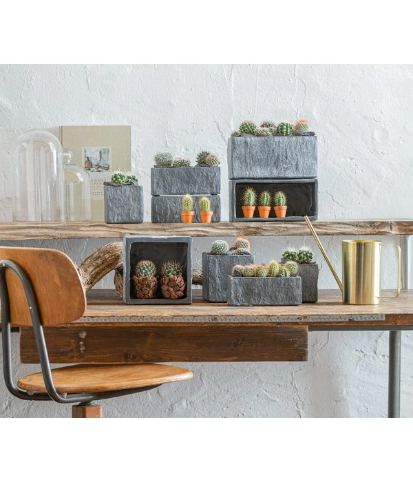 Warzenkaktus - Mammilaria, Verschiedene Sorten 7 Warzenkaktus - Mammilaria, Verschiedene Sorten – Bild 7