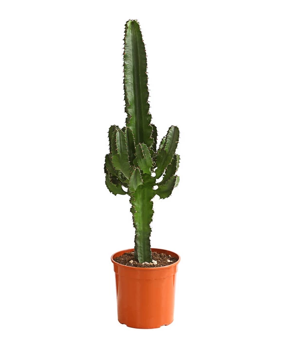 Abessinische Wolfsmilch - Euphorbia Abyssinica 1 Abessinische Wolfsmilch - Euphorbia Abyssinica