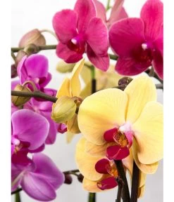 Schmetterlingsorchidee - Phalaenopsis Cultivars, Verschiedene Sorten 27 Schmetterlingsorchidee - Phalaenopsis Cultivars, Verschiedene Sorten -Gartenpflanzen Verkauf 8649964 PR DE 001 OrchideePhalaenopsisPixabay