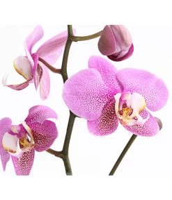 Schmetterlingsorchidee - Phalaenopsis Cultivars, Verschiedene Sorten 25 Schmetterlingsorchidee - Phalaenopsis Cultivars, Verschiedene Sorten -Gartenpflanzen Verkauf 8649964 WE DE 001 SchmetterlingsorchideePhalaenopsis1TrieberT12DehnerExpressHerzig
