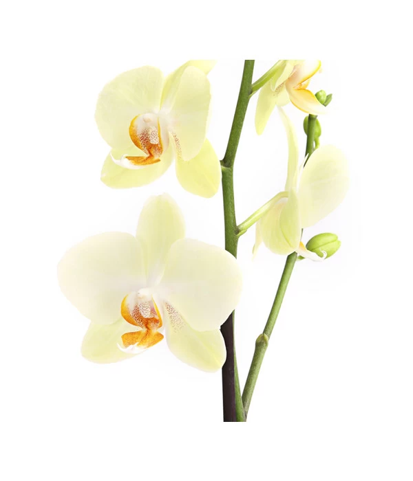 Schmetterlingsorchidee - Phalaenopsis Cultivars, Verschiedene Sorten 9 Schmetterlingsorchidee - Phalaenopsis Cultivars, Verschiedene Sorten – Bild 9