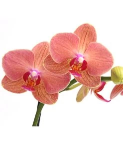 Schmetterlingsorchidee - Phalaenopsis Cultivars, Verschiedene Sorten 24 Schmetterlingsorchidee - Phalaenopsis Cultivars, Verschiedene Sorten -Gartenpflanzen Verkauf 8649964 WE DE 003 SchmetterlingsorchideePhalaenopsis1TrieberT12DehnerExpressHerzig