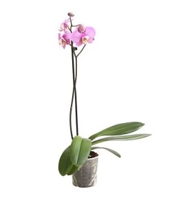 Schmetterlingsorchidee - Phalaenopsis Cultivars, Verschiedene Sorten 19 Schmetterlingsorchidee - Phalaenopsis Cultivars, Verschiedene Sorten -Gartenpflanzen Verkauf 8649964 WE FS 001 SchmetterlingsorchideePhalaenopsis1TrieberT12DehnerExpressHerzig