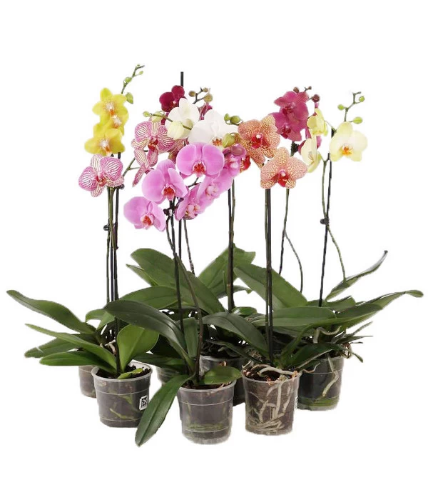 Schmetterlingsorchidee - Phalaenopsis Cultivars, Verschiedene Sorten 1 Schmetterlingsorchidee - Phalaenopsis Cultivars, Verschiedene Sorten