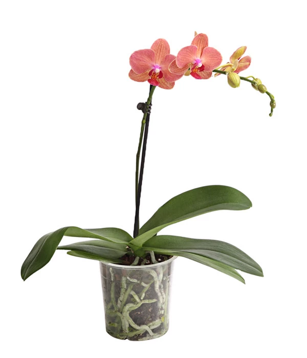 Schmetterlingsorchidee - Phalaenopsis Cultivars, Verschiedene Sorten 4 Schmetterlingsorchidee - Phalaenopsis Cultivars, Verschiedene Sorten – Bild 4