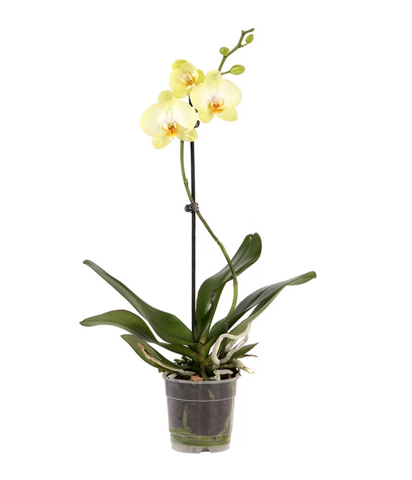 Schmetterlingsorchidee - Phalaenopsis Cultivars, Verschiedene Sorten 8 Schmetterlingsorchidee - Phalaenopsis Cultivars, Verschiedene Sorten – Bild 8