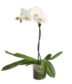 Schmetterlingsorchidee - Phalaenopsis Cultivars, Verschiedene Sorten 20 Schmetterlingsorchidee - Phalaenopsis Cultivars, Verschiedene Sorten -Gartenpflanzen Verkauf 8649964 WE FS 004 SchmetterlingsorchideePhalaenopsis1TrieberT12DehnerExpressHerzig