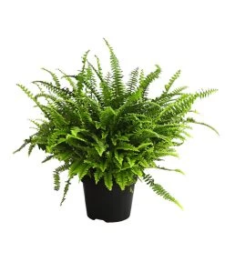 Schwertfarn - Nephrolepis Exaltata 'Green Lady'