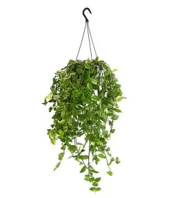 Dreimasterblume - Tradescantia Zebrina 'Yellow Hill', Ampel