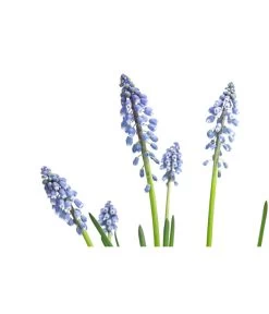 Traubenhyazinthe, Blau 11 Traubenhyazinthe, Blau -Gartenpflanzen Verkauf 8662702 WE DE 001 MuscariArmeniacumBlauTraubenhyazintheT9cm
