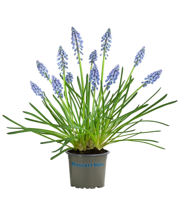 Traubenhyazinthe, Blau 1 Traubenhyazinthe, Blau