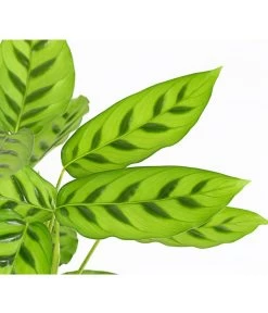 Korbmarante 'Leopardina' -Gartenpflanzen Verkauf 8666083 PR DE 001 KorbmarantheCalatheaLeopardinaT12DehnerExpressHerzig