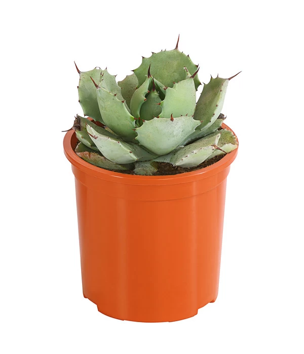 Agave 'Cuba' - Agave, Verschiedene Sorten 5 Agave 'Cuba' - Agave, Verschiedene Sorten – Bild 5