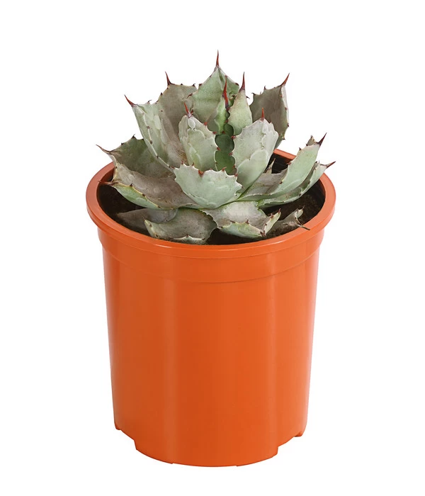 Agave 'Cuba' - Agave, Verschiedene Sorten 2 Agave 'Cuba' - Agave, Verschiedene Sorten – Bild 2