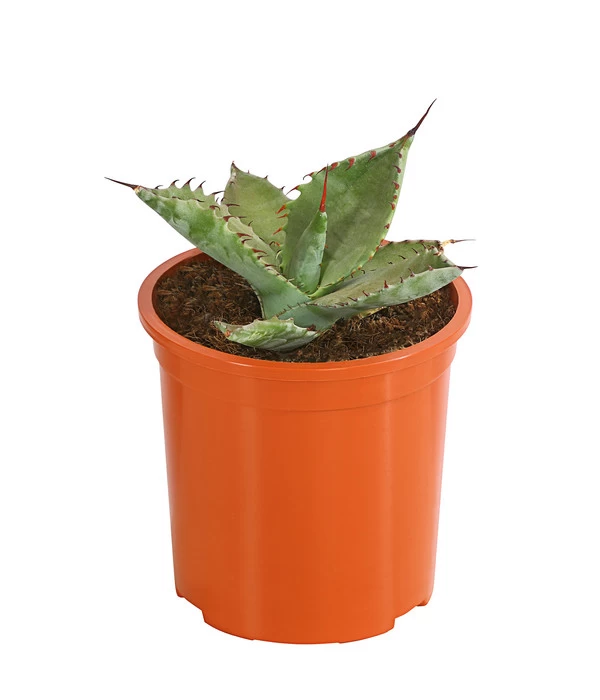 Agave 'Cuba' - Agave, Verschiedene Sorten 3 Agave 'Cuba' - Agave, Verschiedene Sorten – Bild 3