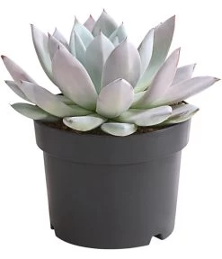 Echeverie - Echeveria-Hybride 'Mexican Giant'