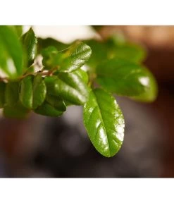 Bonsai Mit Buddha, Verschiedene Sorten 15 Bonsai Mit Buddha, Verschiedene Sorten -Gartenpflanzen Verkauf 8686644 PR DE 002 BonsaiMixMitSchaleUndBuddha15erSchaleDehnerExpressZS