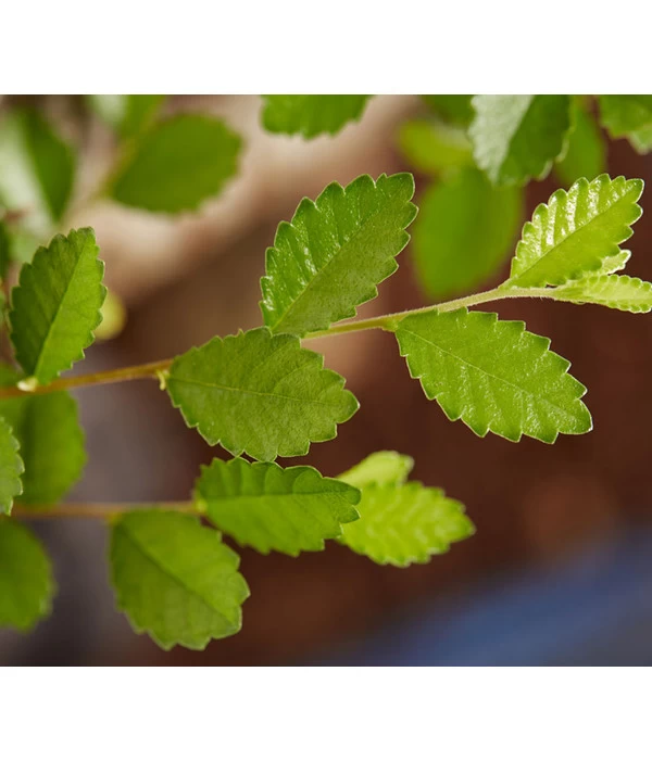 Bonsai Mit Buddha, Verschiedene Sorten 8 Bonsai Mit Buddha, Verschiedene Sorten – Bild 8