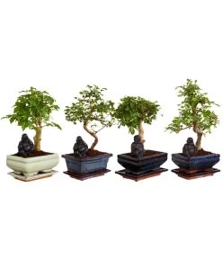 Bonsai Mit Buddha, Verschiedene Sorten