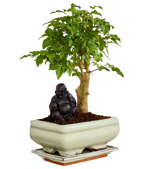 Bonsai Mit Buddha, Verschiedene Sorten 2 Bonsai Mit Buddha, Verschiedene Sorten – Bild 2