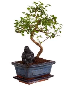 Bonsai Mit Buddha, Verschiedene Sorten 11 Bonsai Mit Buddha, Verschiedene Sorten -Gartenpflanzen Verkauf 8686644 PR FS 002 BonsaiMixMitSchaleUndBuddha15erSchaleDehnerExpressZS