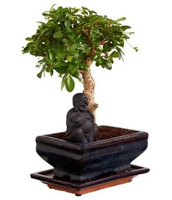Bonsai Mit Buddha, Verschiedene Sorten 13 Bonsai Mit Buddha, Verschiedene Sorten -Gartenpflanzen Verkauf 8686644 PR FS 004 BonsaiMixMitSchaleUndBuddha15erSchaleDehnerExpressZS