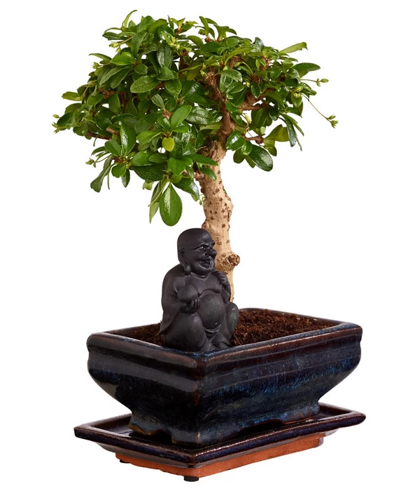 Bonsai Mit Buddha, Verschiedene Sorten 5 Bonsai Mit Buddha, Verschiedene Sorten – Bild 5